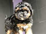 Poodle Yavrularımız Gelmiştir