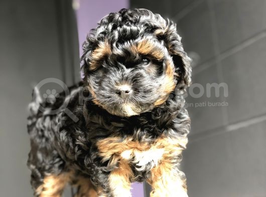 Poodle Yavrularımız Gelmiştir