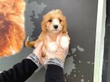 Satilik Muhteşem Renk Malti̇poo Yavrulari