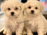 Kar Beyaz Maltese Terrier Yavrularımız