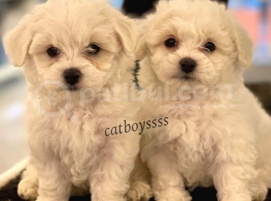 Kar Beyaz Maltese Terrier Yavrularımız görsel