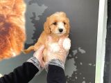 Satilik Muhteşem Renk Malti̇poo Yavrulari