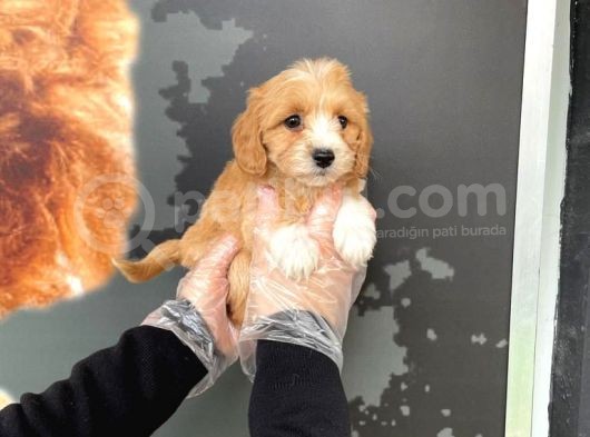 Satilik Muhteşem Renk Malti̇poo Yavrulari görsel