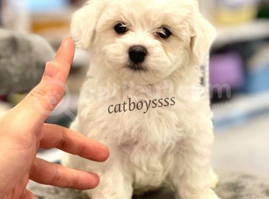 0 Numara Maltese Terrier Erkek Yavrumuz görsel