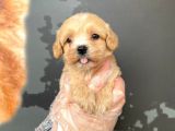 Satilik Mükemmel Kali̇te Malti̇poo Bebekleri̇mi̇z