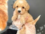 Satilik Mükemmel Kali̇te Malti̇poo Bebekleri̇mi̇z