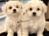 Kar Beyaz Maltese Terrier Yavrularımız