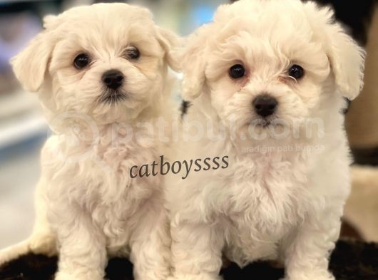 Kar Beyaz Maltese Terrier Yavrularımız görsel