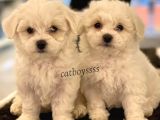 Kar Beyaz Maltese Terrier Yavrularımız