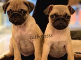 Safkan Pug Mops Yavrularımız