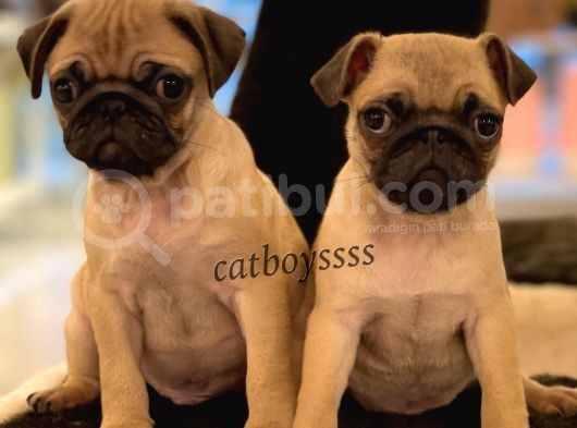 Safkan Pug Mops Yavrularımız görsel
