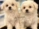 Kar Beyaz Maltese Terrier Yavrularımız