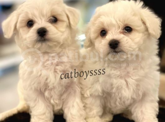 Kar Beyaz Maltese Terrier Yavrularımız görsel