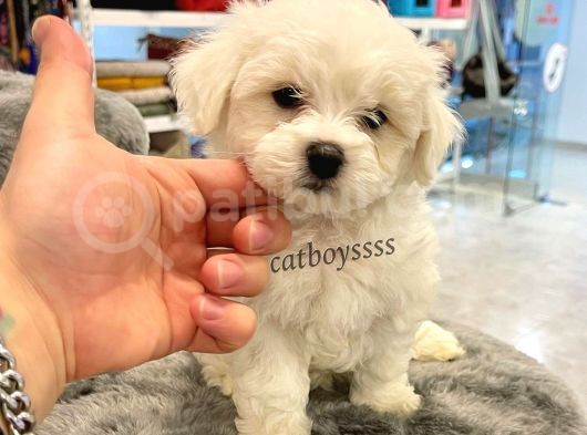 Sevimli Mini Maltese Terrier Yavrumuz görsel