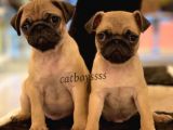 Safkan Pug Mops Yavrularımız