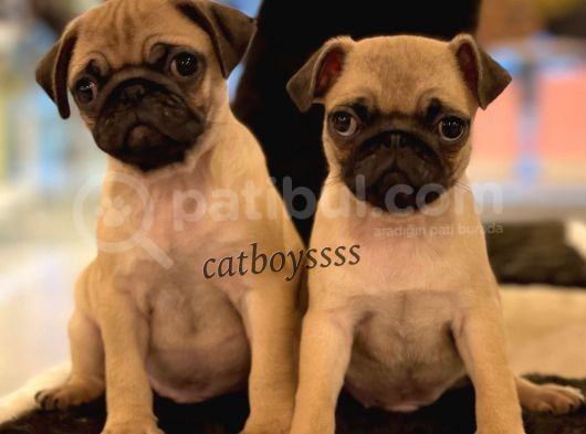 Safkan Pug Mops Yavrularımız görsel