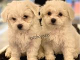 Kar Beyaz Maltese Terrier Yavrularımız