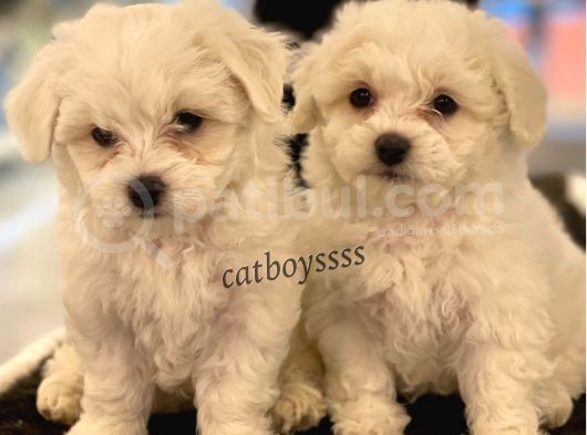 Kar Beyaz Maltese Terrier Yavrularımız görsel