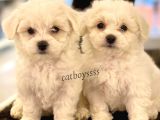 Kar Beyaz Maltese Terrier Yavrularımız