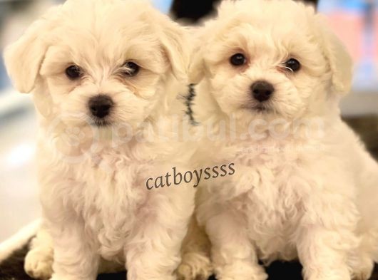 Kar Beyaz Maltese Terrier Yavrularımız
