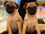 Safkan Pug Mops Yavrularımız