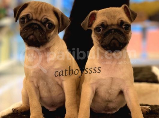 Safkan Pug Mops Yavrularımız