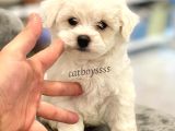 0 Numara Maltese Terrier Erkek Yavrumuz