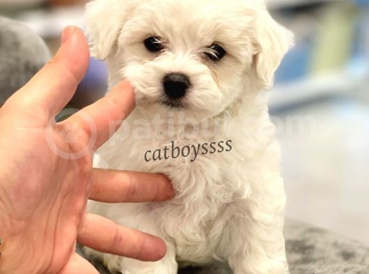 0 Numara Maltese Terrier Erkek Yavrumuz
