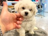 Sevimli Mini Maltese Terrier Yavrumuz