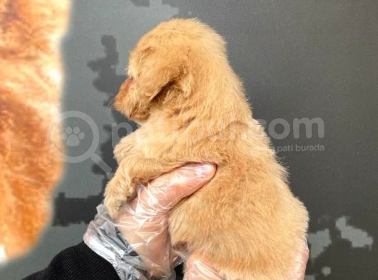 Satilik Mükemmel Kali̇te Malti̇poo Bebekleri̇mi̇z görsel
