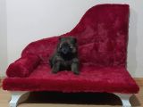Pomeranian Yavrularım Scrli Irk Garantlili