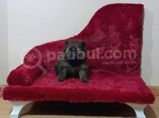 Pomeranian Yavrularım Scrli Irk Garantlili görsel