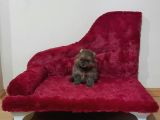 Pomeranian Yavrularım Scrli Irk Garantlili