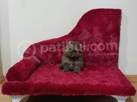 Pomeranian Yavrularım Scrli Irk Garantlili görsel