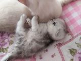 Scottish Fold Yavru
