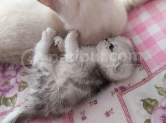 Scottish Fold Yavru görsel