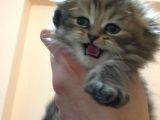Scottish fold yavru