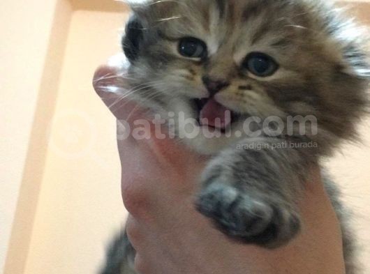 Scottish Fold Yavru