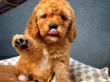 Show Kalite Toy Poodle Yavru Patiler'den