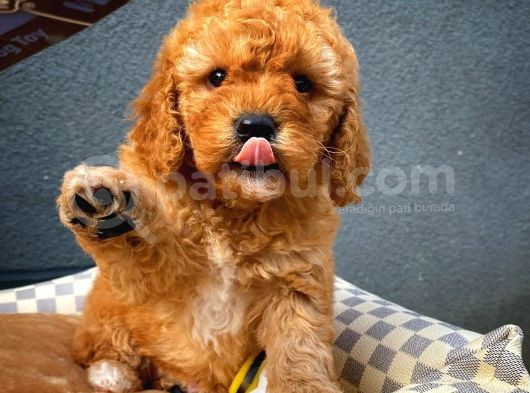Show Kalite Toy Poodle Yavru Patiler'Den