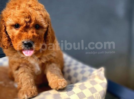 Show Kalite Toy Poodle Yavru Patiler'Den görsel