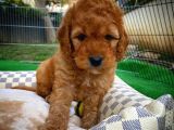 Show Kalite Toy Poodle Yavru Patiler'Den