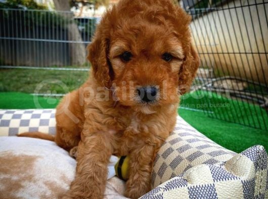 Show Kalite Toy Poodle Yavru Patiler'Den görsel