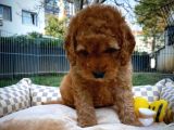 Show Kalite Toy Poodle Yavru Patiler'Den