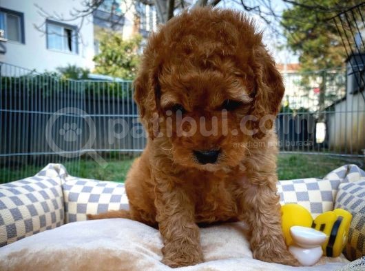 Show Kalite Toy Poodle Yavru Patiler'Den görsel