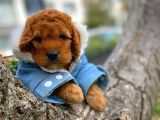 Show Kalite Toy Poodle Yavru Patiler'Den