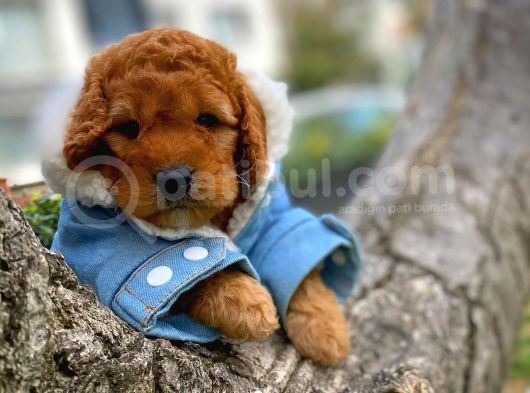 Show Kalite Toy Poodle Yavru Patiler'Den görsel