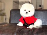 Sahibinden Orjinal Pomeranian Boo