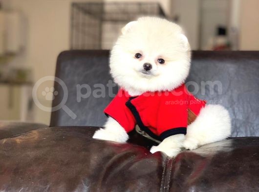Sahibinden Orjinal Pomeranian Boo görsel