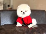 Sahibinden Orjinal Pomeranian Boo